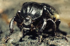 Pachnica dębowa to jeden z najokazalszych i najrzadszych polskich chrząszczy