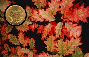 Jesienne liście dębu czerwonego i polska moneta