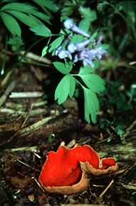 Czerwone mieseczki czarek to jeden z pierwszych grzybowych zwiastunów wiosny