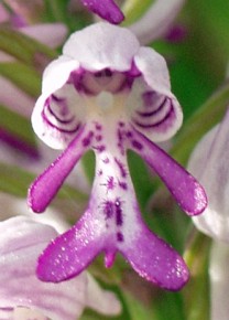 Pojedynczy kwiat kukawki przypomina kształtem zakapturzoną postać ludzką