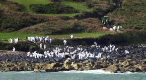 Setki ochotników całymi dniami brało udział w oczyszczaniu plaż Galicji
