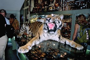 Ten tygrys syberyjski, być może jeszcze niedawno, żył sobie gdzieś we wschodniej Azji. Obecnie „zdobi” jeden z moskiewskich sklepów z pamiątkami.