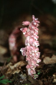 Kwiatostany łuskiewnika różowego pojawiają się na powierzchni ziemi tylko wczesną wiosną, by przez pozostały okres wieść życie w postaci podziemnego kłącza