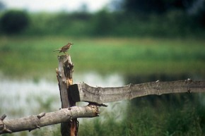 Świergotek łąkowy - jeden z gatunków gniazdujących nad Strugą Średzką