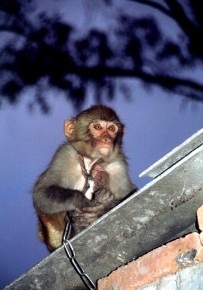 Ograniczenia Unii Europejskiej obejmują miedzy innymi wszystkie naczelne (Primates spp.)