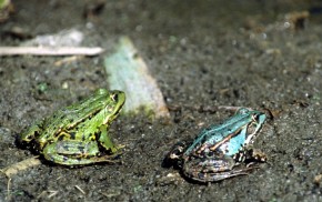 Ubarwienie ciała żab wodnych jest najbardziej zróżnicowane spośród wszystkich form żab zielonych – niektóre osobniki są wręcz... niebieskie