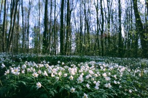 W promieniach wczesnowiosennego słońca geofity wiosenne wykorzystują materiały zapasowe zgromadzone w kłączach i spieszą się, by zakwitnąć, zanim liście dużych drzew przesłonią im światło. Kwiaty zawilca gajowego (Anemone nemorosa).