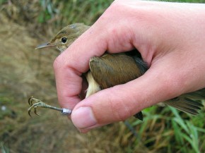 Większość uczestników po raz pierwszy w życiu miała okazję trzymać dzikie ptaki w ręku. Najczęściej chwytanym gatunkiem okazał się trzcinniczek.