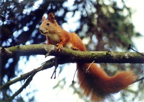 Długi i puszysty ogon wiewiórki zwiększa jej powierzchnię lotną w czasie karkołomnych skoków w koronach drzew