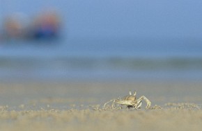Gdy obserwuje się biegające po plaży kraby, zawsze w pobliżu widać jakiś kuter nielegalnie łowiący dary morza