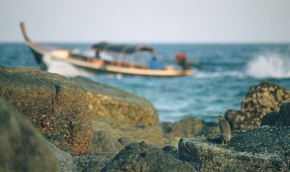 Wśród przybrzeżnych kamieni wysp archipelagu czaple białoskorzydłe (Ardeola bacchus) polują na drobne rybki i bezkręgowce