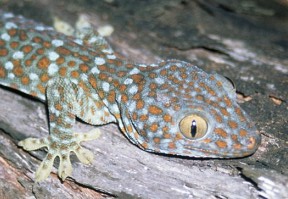 Jedną z okazalszych jaszczurek, które można spotkać na wyspach Morskiego Parku Narodowego Tarutao, jest gekon toke (Gekko gecko). Dzięki dużej, jak na rozmiary ciała, głowie, jest w stanie polować nie tylko na duże owady, ale i na płazy i gady – w tym i na inne gekony.