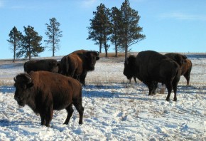 Ogromne brunatne sylwetki bizonów doskonale odznaczają się na tle zimowego krajobrazu