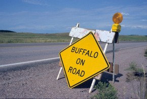 Znak ostrzegający kierowców przed bizonami na drodze