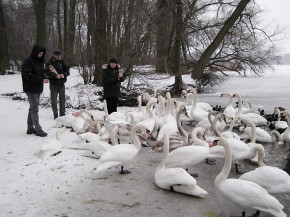 Brzegi Jeziora Kierskiego to miejsce częstego dokarmiania ptaków wodnych przez mieszkańców Poznania