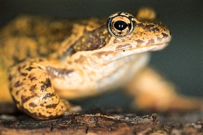 Masywne przednie kończyny samców żab trawnych ułatwiają im trzymanie samicy w trakcie godów
