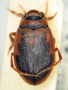 Hygrobia herrmanni – jedyny polski przedstawiciel rodziny mokrzelicowatych, do której należą zaledwie cztery znane nauce gatunki niewielkich chrząszczy wodnych