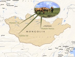 Obecnie w Mongolii, dzięki programom reintrodukcji, dzikie konie żyją w trzech miejscach: Hustain Nuruu, Takhiin Tal i Homiin Tal