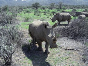 Choć nosorożce białe (Ceratotherium simum) są łagodniejsze od swych mniejszych, bardziej zadziornych pobratymców – nosorożców czarnych (Diceros bicornis), staraliśmy się zachować odpowiedni dystans od ich półmetrowych rogów