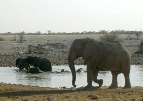 Gdy słonie przychodzą do wodopoju, nawet lwy i hieny ustępują im miejsca