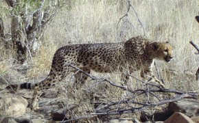 Przyczajony gepard (Acinonyx jubatus) tak doskonale zlewał się z roślinnością, że zauważyliśmy go dopiero w ostatniej chwili