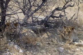 Niespodziewanie tuż przy drodze napotkaliśmy słynne lwy Etoshy! Byliśmy półtora metra od panów sawanny, dosłownie oko w oko – ręce nam drżały, gdy robiliśmy to zdjęcie.
