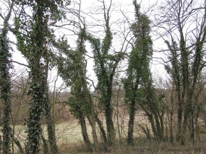 Na terenie starych siedlisk i sadów często występują gatunki chronione, np. bluszcz pospolity (Hedera helix)