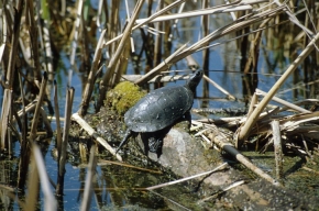 Ubarwienie żółwia błotnego idealnie zlewa się z czarną tonią stawu pokrytego rzęsą