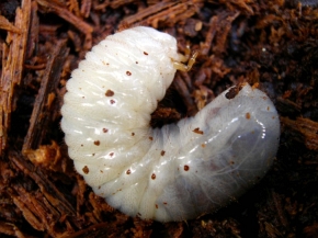 Larwa pachnicy to pędrak, typowy dla chrząszczy blaszkorożnych. Charakterystyczna jest znaczna wielkość (nawet 7,5 cm długości i 12 g wagi!) oraz bardzo mocne zagięcie ciała, w kształt litery „C”