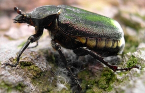 Pachnica to jeden z największych krajowych chrząszczy. Może osiągać aż 4 cm długości i ważyć ponad 2 g.