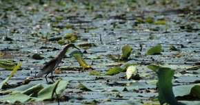 Duże pływające liście lotosu stanowią doskonałą podporę dla żerujących na jeziorze czapli, m.in. siodłatej