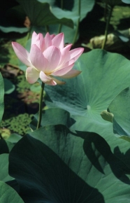 Malowniczy kwiat lotosu niejednokrotnie był inspiracją dla artystów