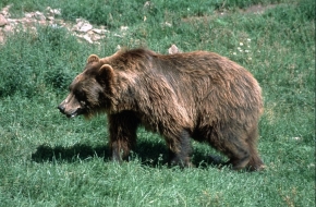 Bruno JJ1 nigdy nie stanie się dorosłym niedźwiedziem, jak ten na zdjęciu. Wypchany, stanie w monachijskim muzeum przyrodniczym w Nymphenburgu, na wystawie Ludzie i Przyroda, obok swojego poprzednika zastrzelonego 170 lat wcześniej.