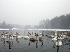 Na początku 2006 roku każde większe zgrupowanie ptaków powodowało u ludzi strach przed ptasią grypą
