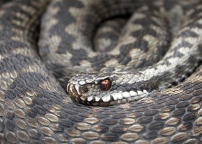 Czerwona tęczówka i pionowa źrenica – te cechy pozwalają nam w 100% odróżnić żmiję od innych węży krajowych