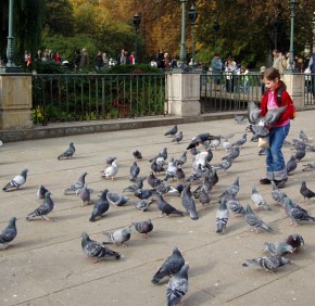Mieszkańcy miast bardzo chętnie dokarmiają gołębie podczas weekendowych spacerów