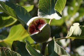 Przejrzały owoc figowca
