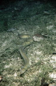 Smukłe węgorze bardziej przypominają swoim wyglądem węże niż ryby, i jak gady wśród traw, tak i one przemykają niepostrzeżenie wśród roślinności wodnej