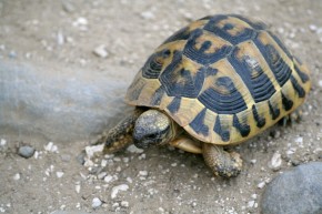 Żółw grecki – stały bywalec albańskich zarośli, pastwisk i... dróg