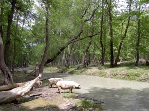 W platanowym łęgu u zbiegu rzek Vjosa i Drinos okoliczni mieszkańcy wypasają wiosną... świnie