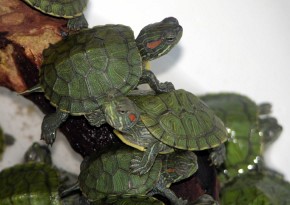 Młode żółwie są sprzedawane w Internecie, trafiają do sklepów lub na giełdy. Często są przetrzymywane w zupełnie nieodpowiednich warunkach.
