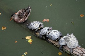 Żółwie czerwonolice opanowują kolejne zbiorniki wodne w Europie – często kosztem innych gatunków zwierząt