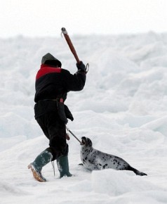 W Kanadzie tysiące fok grenlandzkich, szarych i kapturowych giną co roku w potwornych męczarniach