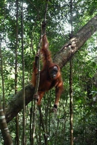 Orangutanica sumatrzańska w Parku Narodowym Gunung Leuser