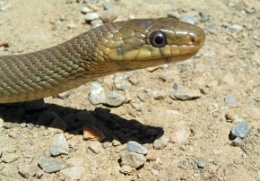 Stosunkowo jasno ubarwiona przednia część ciała dorosłego osobnika węża Eskulapa