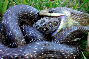 Młode węże Eskulapa polują na ofiary o niewielkich rozmiarach. W tym przypadku stała się nią samica jaszczurki zwinki.