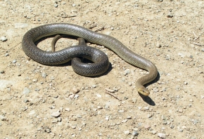Jasno ubarwiony dorosły wąż Eskulapa w całej okazałości. Na różnych obszarach spotyka się różne odmiany barwne tego gatunku (np. szare, albinosy, melanistyczne, cętkowane).