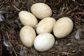 W trakcie wysiadywania jaja gęgawy tracą biały kolor i od mokrej wyściółki gniazda przybierają barwę oliwkowozieloną