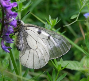 Spodnia strona skrzydeł niepylaka mnemozyny ma podobną barwę do wierzchniej