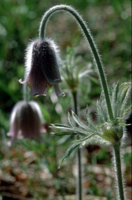 Sasanka łąkowa ma charakterystycznie zwieszone kwiaty w kształcie dzwonków